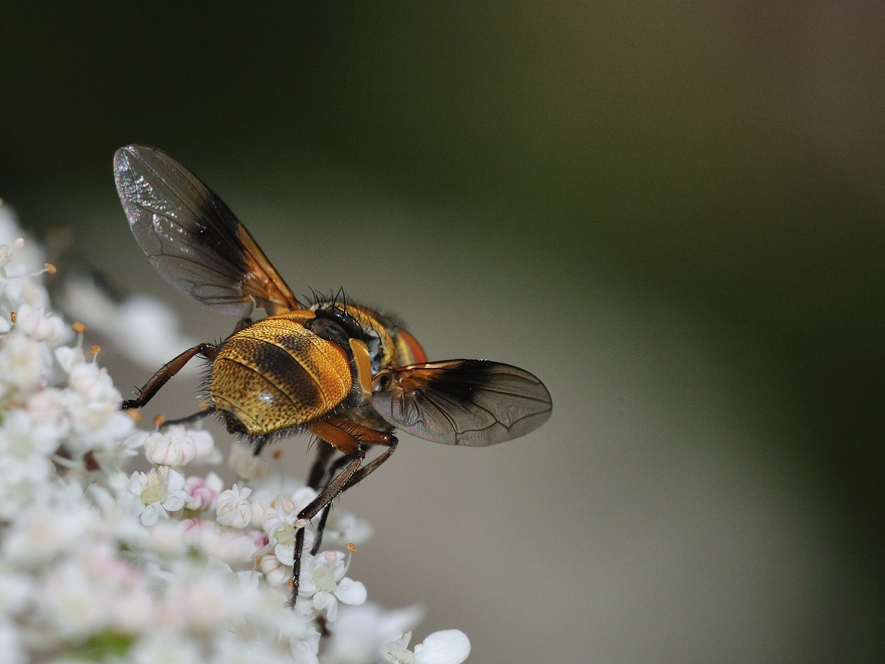 Femmina di Ectophasia sp.